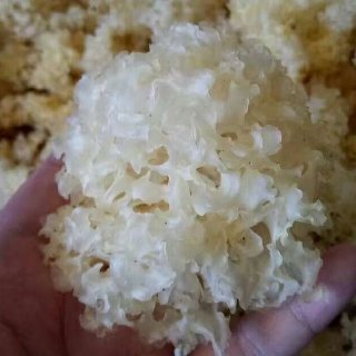 Mộc nhĩ trắng Thông Giang