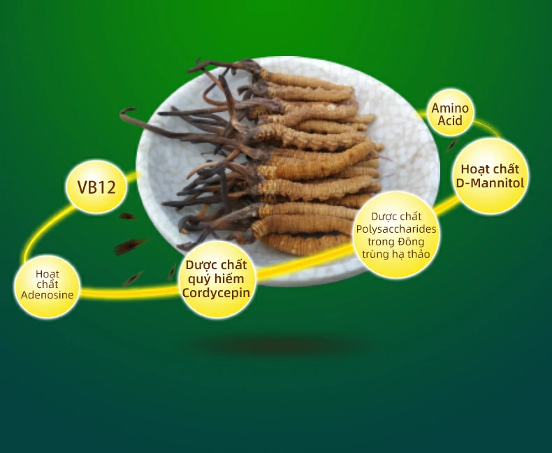 VB12, Hoạt chất Adenosine, Dược chất quý hiếm Cordycepin, Dược chất Polysaccharides trong Đông trùng hạ thảo, Hoạt chất D-Mannitol, Amino Acid