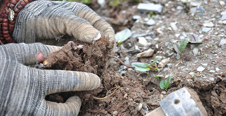 冬虫夏草出土的瞬间