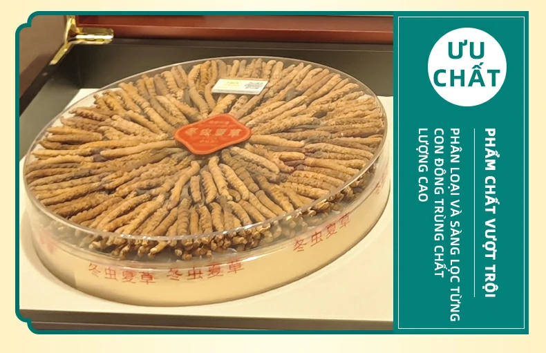 PHẨM CHẤT VƯỢT TRỘI Phân loại và sàng lọc từng con Đông trùng chất lượng cao