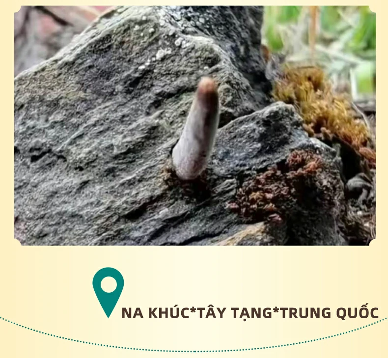NA KHÚC*TÂY TẠNG*TRUNG QUỐC