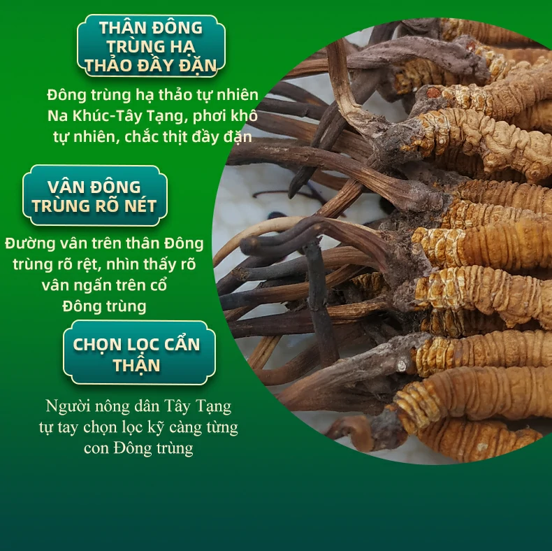 Thân Đông trùng hạ thảo đầy đặn. Đông trùng hạ thảo tự nhiên Na Khúc-Tây Tạng, phơi khô tự nhiên, chắc thịt đầy đặn. Vân đông trùng rõ nét. Đường vân trên thân Đông trùng rõ rệt, nhìn thấy rõ vân ngấn trên cổ Đông trùng. Chọn lọc cẩn thận. Người nông dân Tây Tạng tự tay chọn lọc kỹ càng từng con Đông trùng.