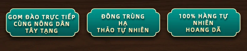 Gom đào trực tiếp cùng nông dân Tây Tạng, Đông trùng hạ thảo tự nhiên, 100% hàng tự nhiên hoang dã.