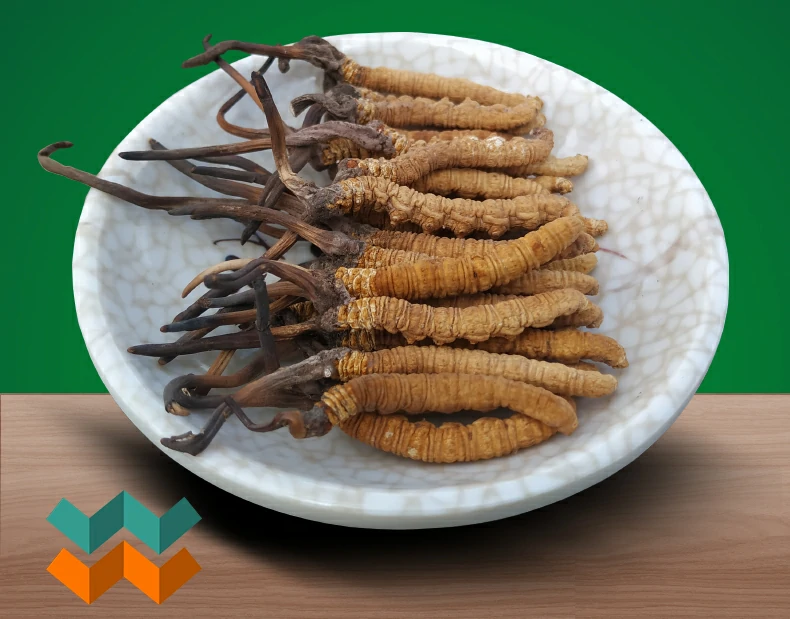 Đông trùng hạ thảo Na Khúc Tây Tạng