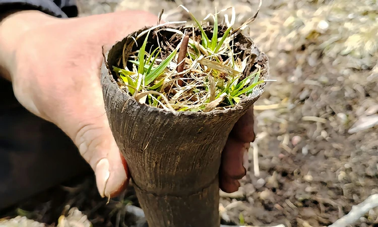 牛角壳里生长的虫草