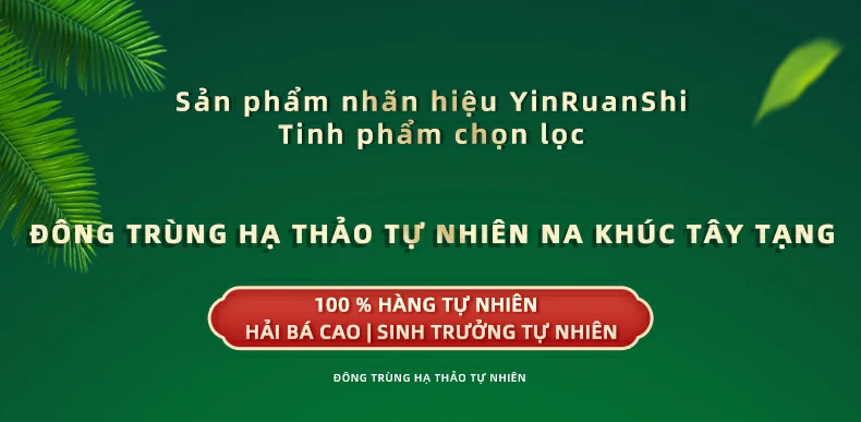 Sản phẩm nhãn hiệu YinRuanShi Tinh phẩm chọn lọc, ĐÔNG TRÙNG HẠ THẢO TỰ NHIÊN NA KHÚC TÂY TẠNG, Đông trùng hạ thảo tự nhiên, 100 % hàng tự nhiên Hải bá cao | Sinh trưởng tự nhiên