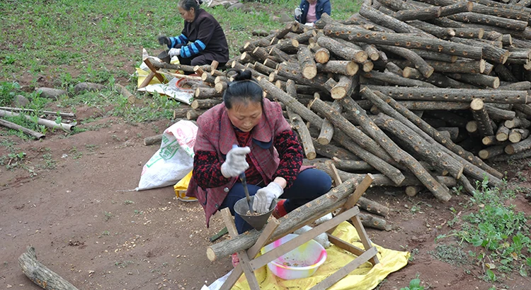 Các hộ dân trồng nấm tuyết đang chọn giống nấm.