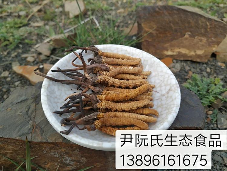 Nguồn gốc đông trùng hạ thảo YinRuanShi